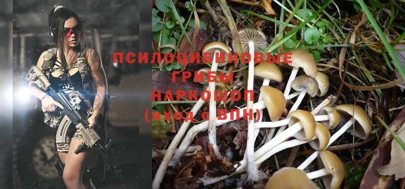 Псилоцибиновые грибы Magic Shrooms  где купить   Егорьевск 